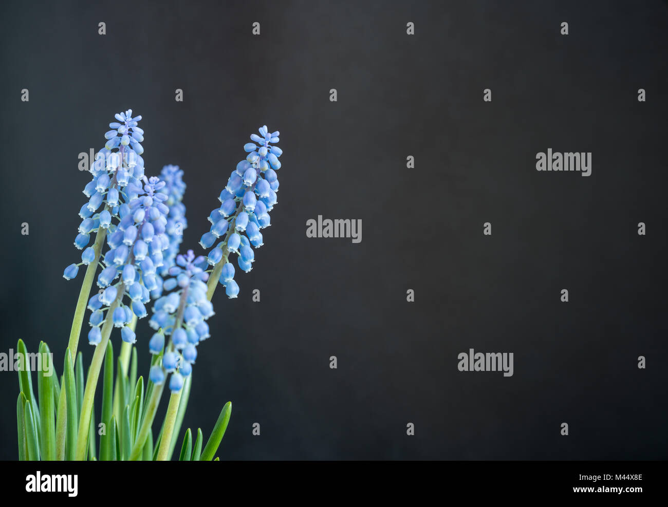 Fleur plante Muscari sur un fond de couleur Banque D'Images