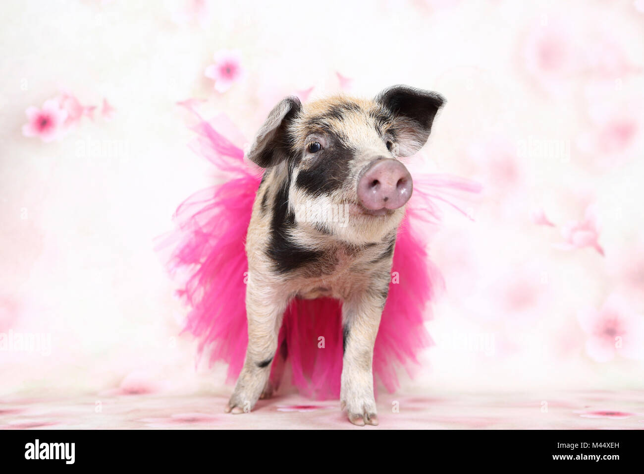 Porc domestique, Turopolje x ?. Porcinet (4 semaines) vêtu d'un tutu rose, debout. Studio photo vu sur un fond blanc avec impression de fleurs. Allemagne Banque D'Images