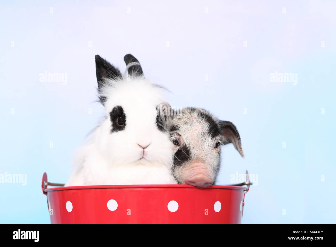 Porc domestique, Turopolje x ?. Porcinet (1 semaine) et Teddy lapin nain assis dans un grand seau rouge à pois blancs. Studio photo sur un fond beige. Allemagne Banque D'Images