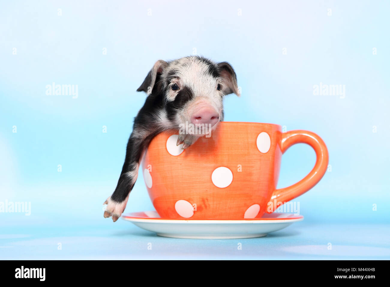 Porc domestique, Turopolje x ?. Porcinet (1 semaine) dans une grande tasse orange à pois. Studio photo sur un fond bleu clair. Allemagne Banque D'Images