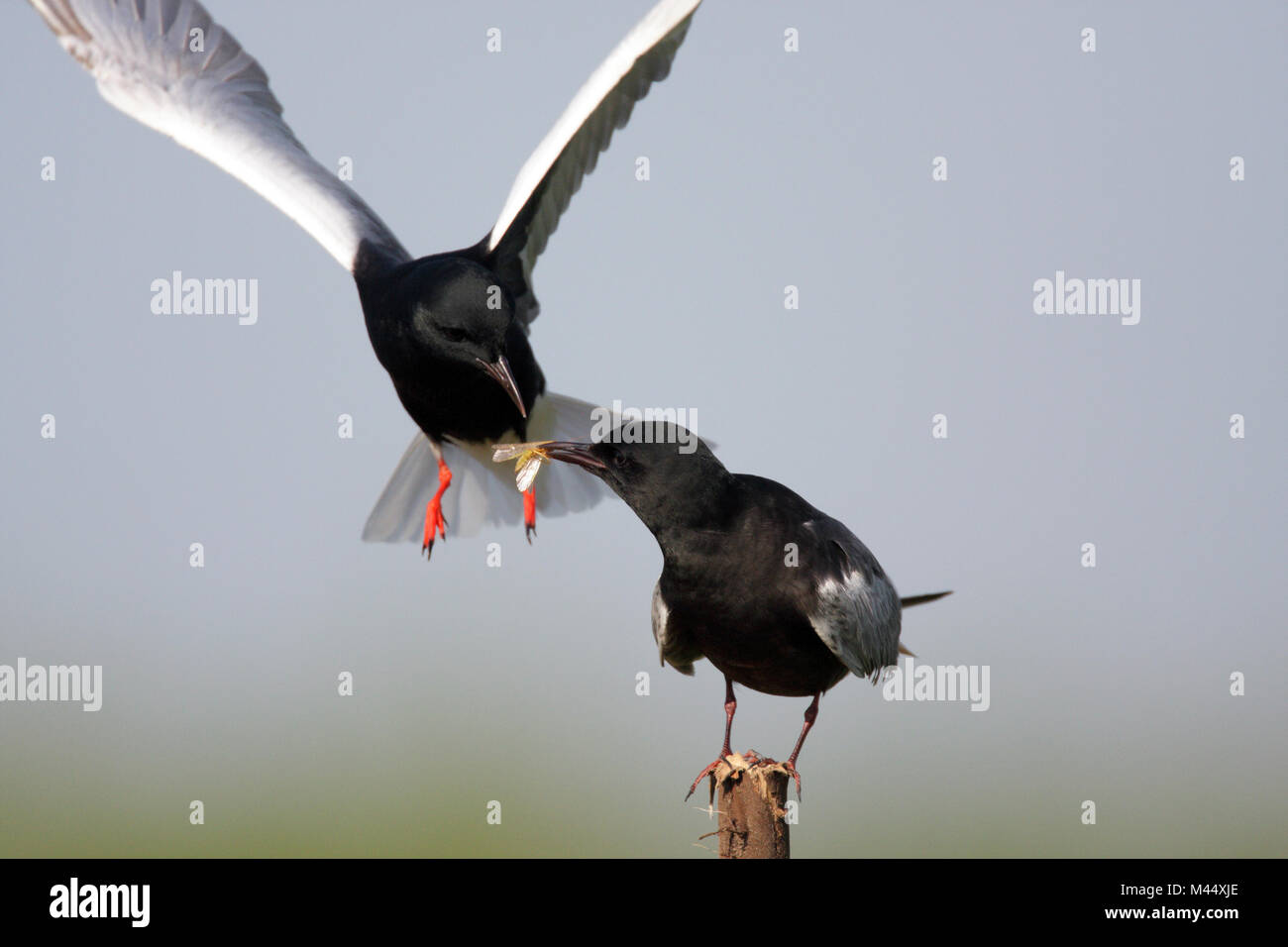 Paire de la Guifette noire les oiseaux qui se nourrissent au cours d'une période de nidification au printemps Banque D'Images
