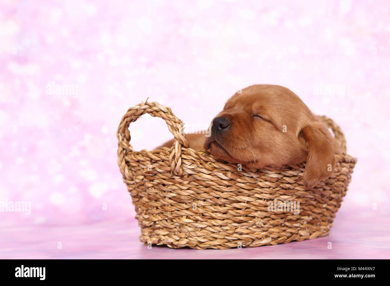 Labrador Retriever. Puppy (6 semaines) de dormir dans un panier. Studio photo sur un fond rose. Allemagne Banque D'Images