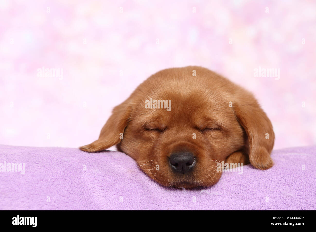 Labrador Retriever. Puppy (6 semaines) de dormir sur une couverture. Studio photo sur un fond rose. Allemagne Banque D'Images