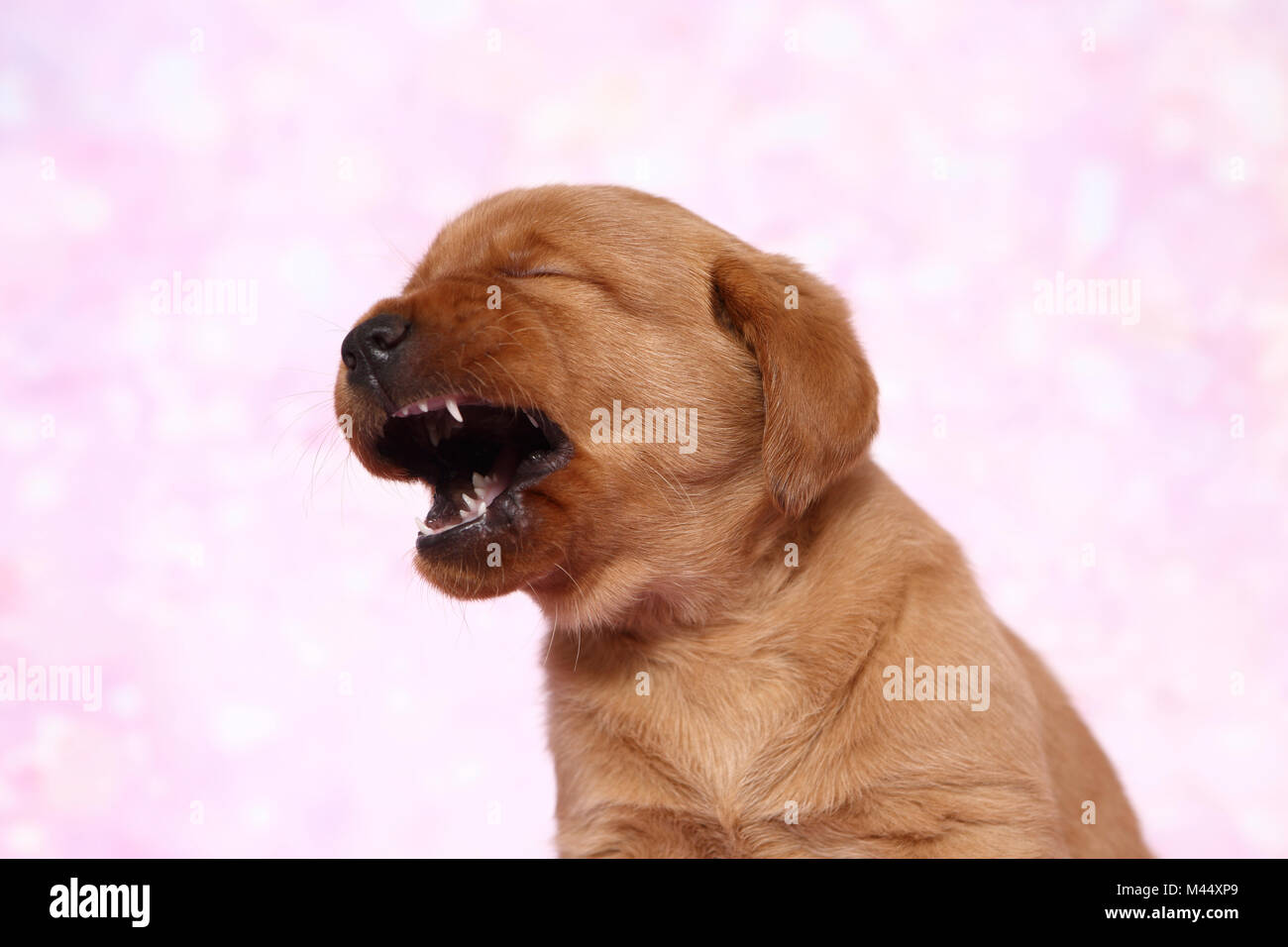Labrador Retriever. Portrait d'un chiot (6 semaines), le bâillement. Studio photo sur un fond rose. Allemagne Banque D'Images