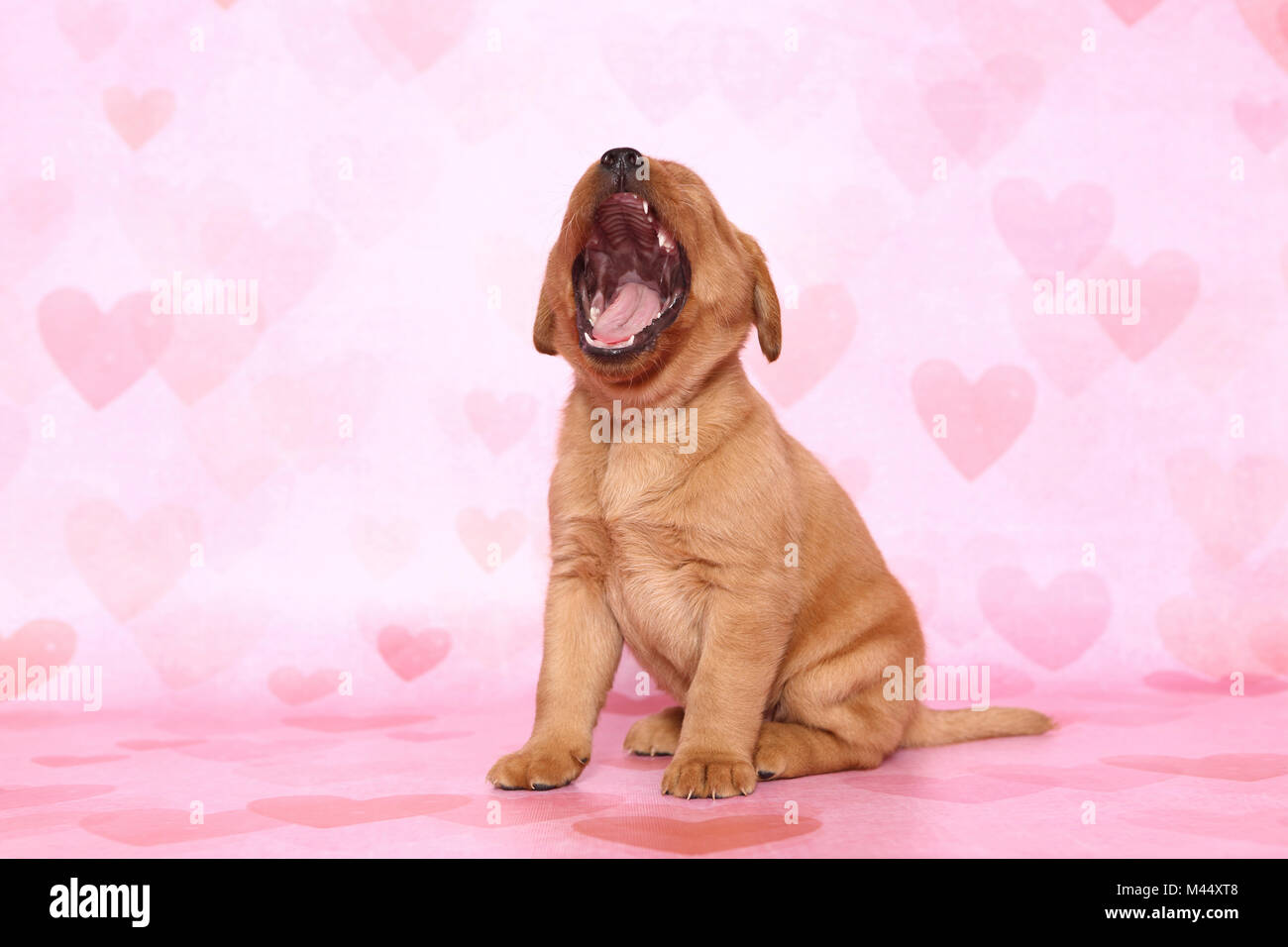 Labrador Retriever. Puppy (6 semaines) assis tout en bâillant. Studio photo sur un fond rose avec coeur imprimer. Allemagne Banque D'Images
