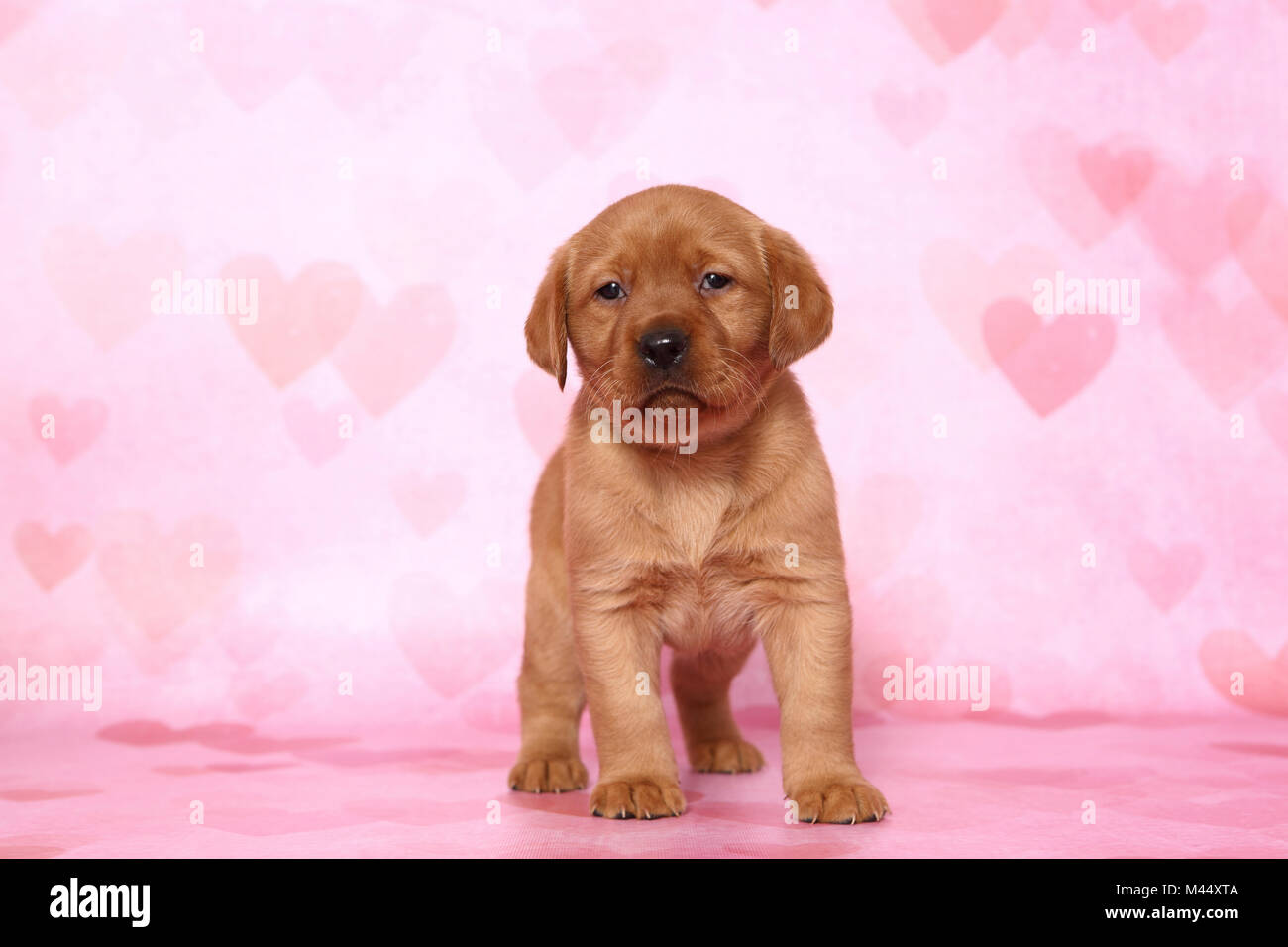 Labrador Retriever. Puppy (6 semaines). Studio photo sur un fond rose avec coeur imprimer. Allemagne Banque D'Images Labrador Retriever. Puppy (6 semaines). Studio photo sur un fond rose avec coeur imprimer. Allemagne Banque D'Images