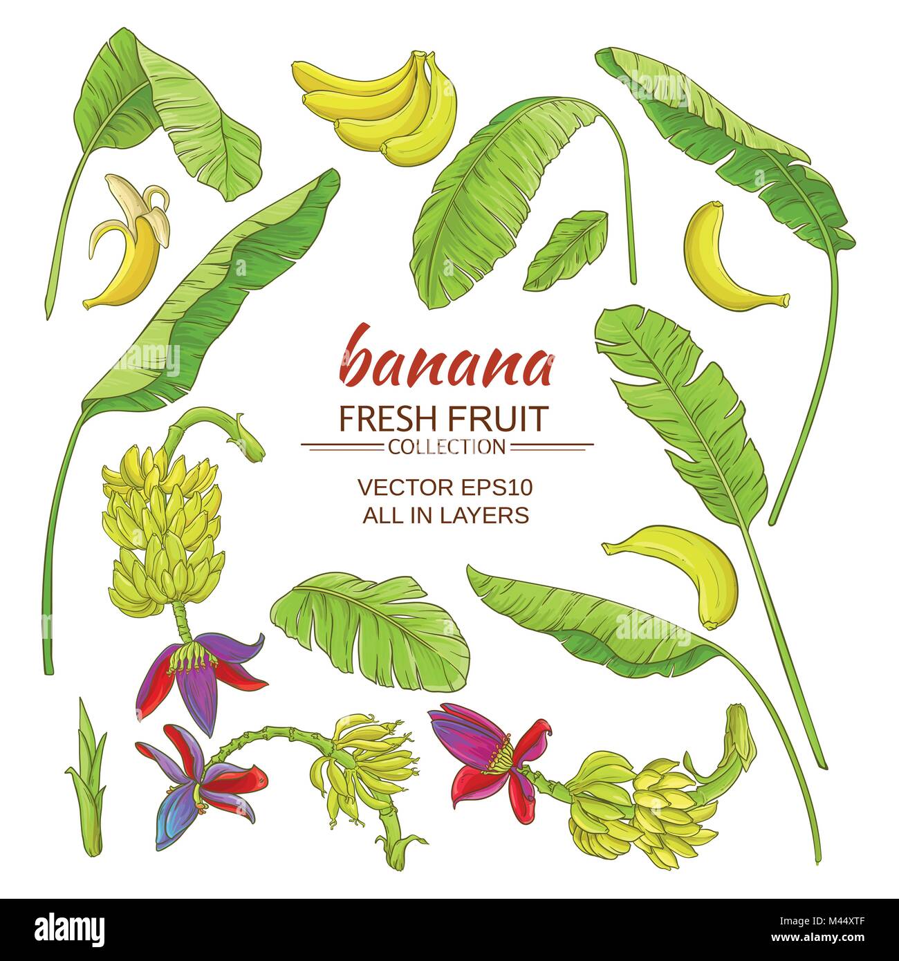 Plante banane éléments figurant sur backgrond blanc Illustration de Vecteur