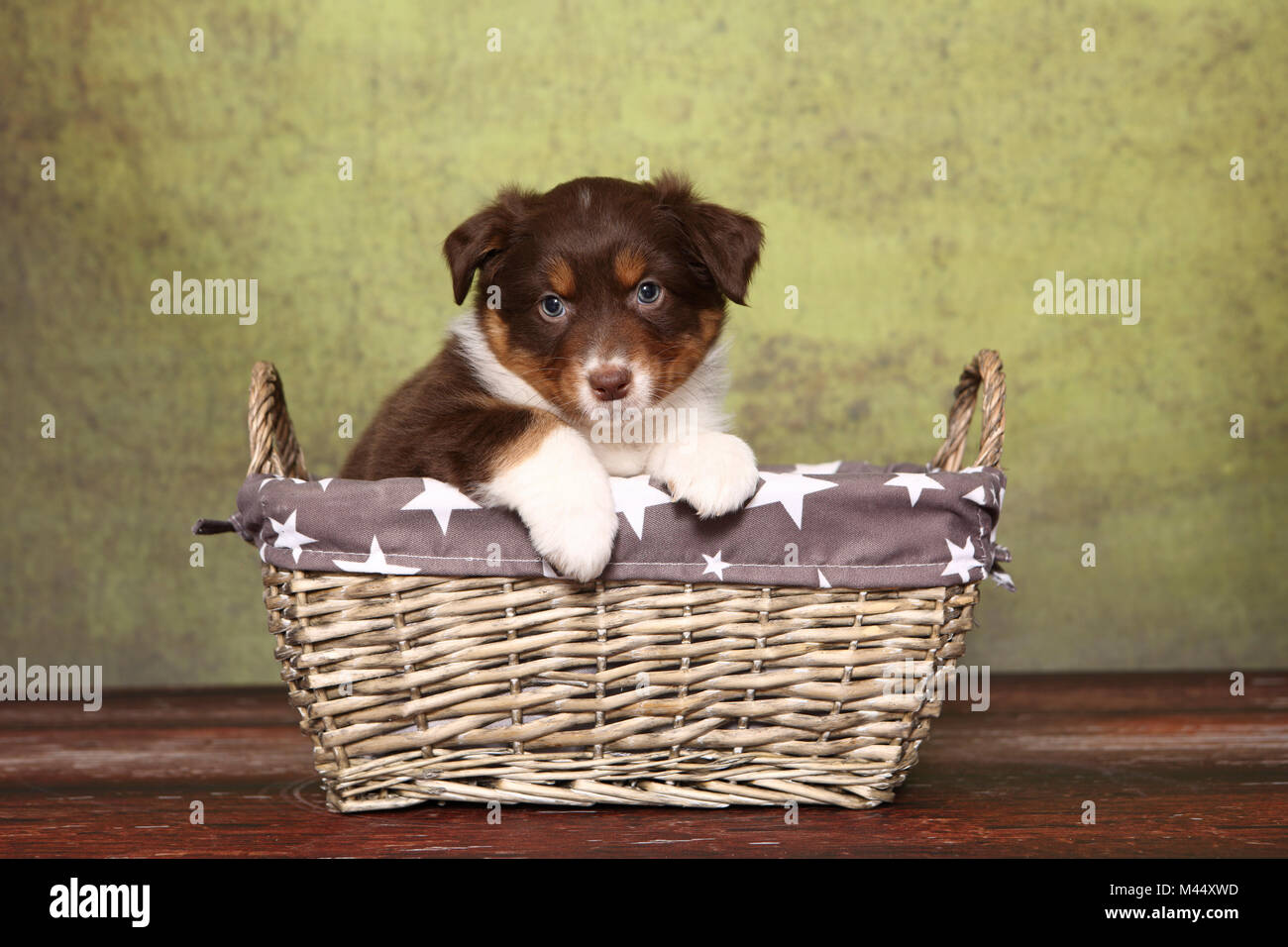 Berger Australien. Puppy (6 semaines) assis dans un panier. Studio photo sur un fond vert. Allemagne Banque D'Images