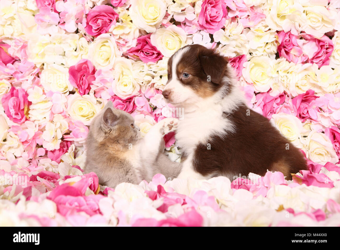Berger Australien et Britannique courts Cat. Puppy (6 semaines) et chez les chatons rose flowers. Studio photo. Allemagne Banque D'Images