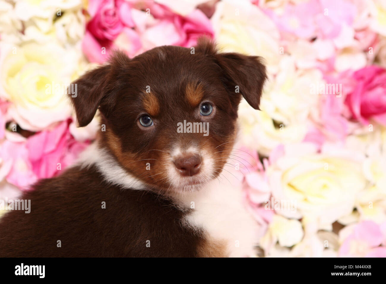 Berger Australien. Puppy (6 semaines) assis parmi les fleurs de rose, portrait. Studio photo. Allemagne Banque D'Images