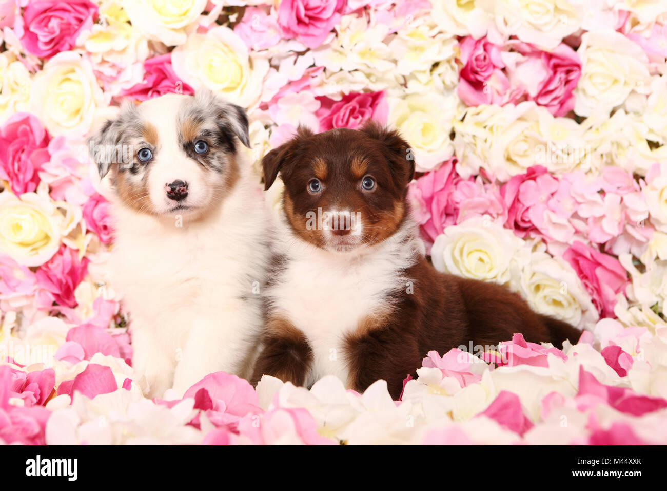 Berger Australien. Deux chiots (6 semaines) assis parmi les fleurs de rose. Studio photo. Allemagne Banque D'Images