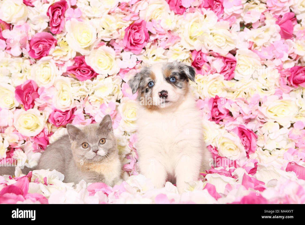 Berger Australien et Britannique courts Cat. Puppy (6 semaines) et chez les chatons rose flowers. Studio photo. Allemagne Banque D'Images