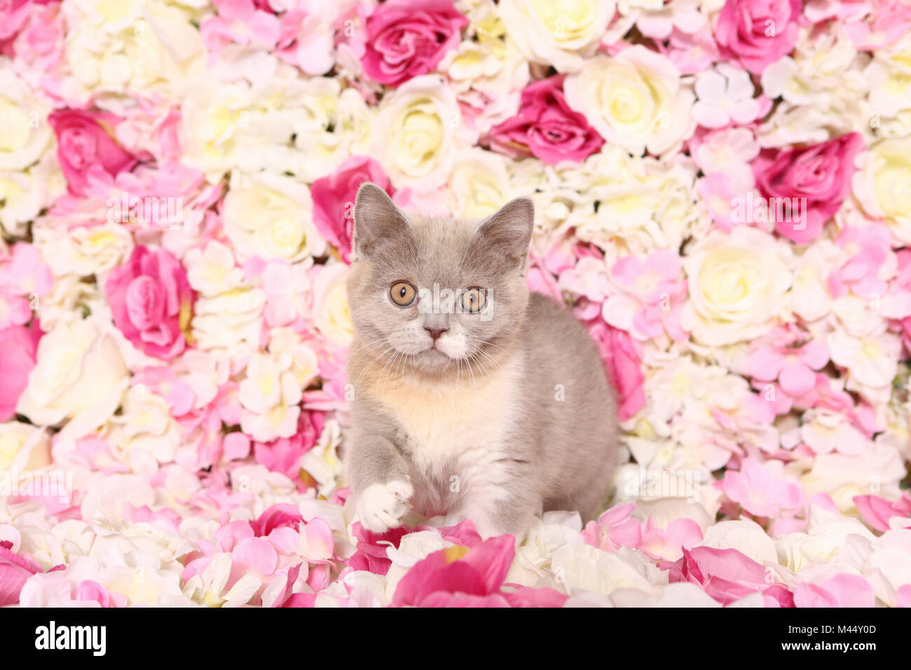 British Shorthair Cat. Chaton marcher parmi les fleurs de rose. Studio photo. Allemagne Banque D'Images