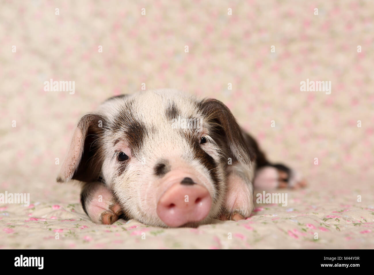 Porc domestique, Turopolje x ?. Porcinet (4 semaines) étendu sur une couverture avec impression de fleurs. Studio photo. Allemagne Banque D'Images