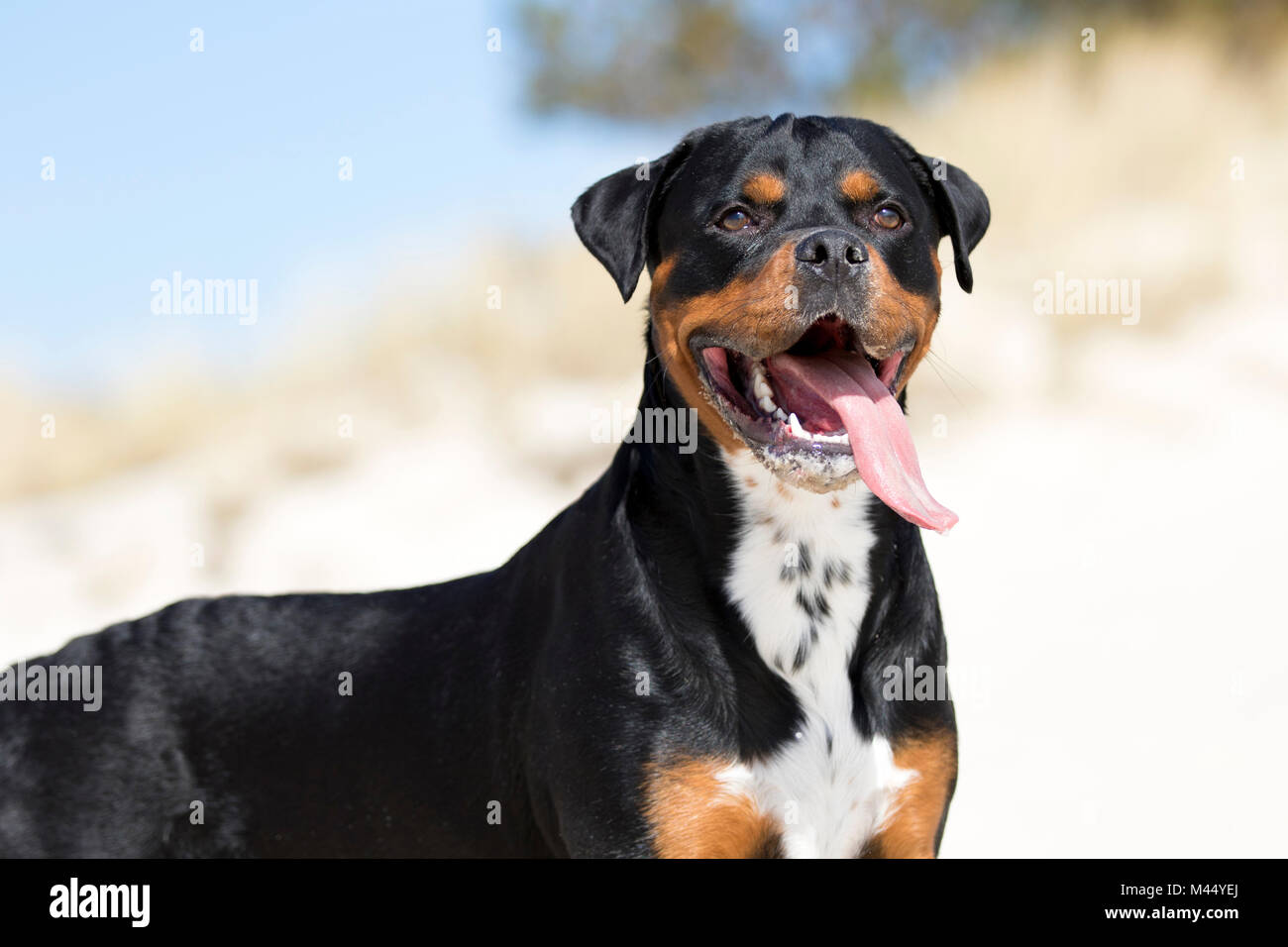 Chien de race mixte (x Rottweiler Staffordshire Bull Terrier). Portrait d'adulte sur une plage. Pays-bas Banque D'Images