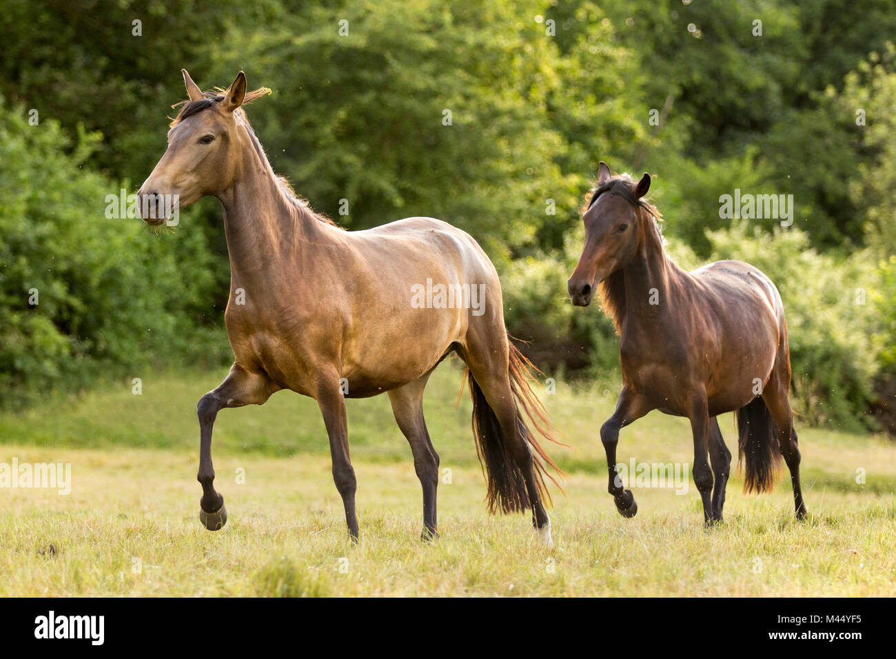 Paso péruvien. Deux chevaux montrant la marche l'amble (Paso Llano) sur un pâturage. Allemagne Banque D'Images