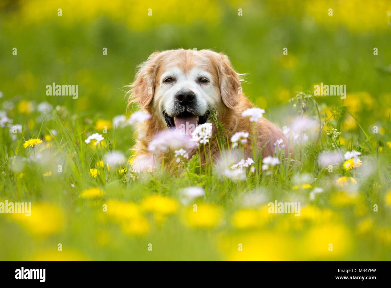 Vieux Golden Retriever couché dans une prairie en fleurs. Pays-bas Banque D'Images