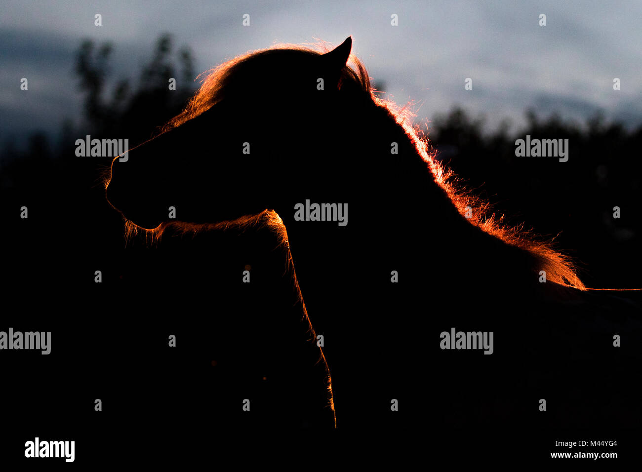 Appaloosa Horse sur fond rouge la foudre. Pays-bas Banque D'Images