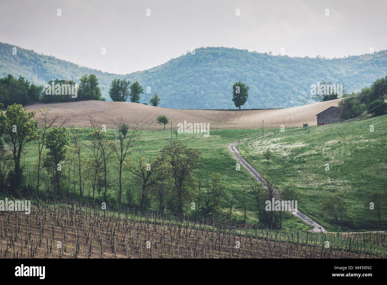 Oltrepo Pavese, province de Pavie, Lombardie, Italie. Banque D'Images