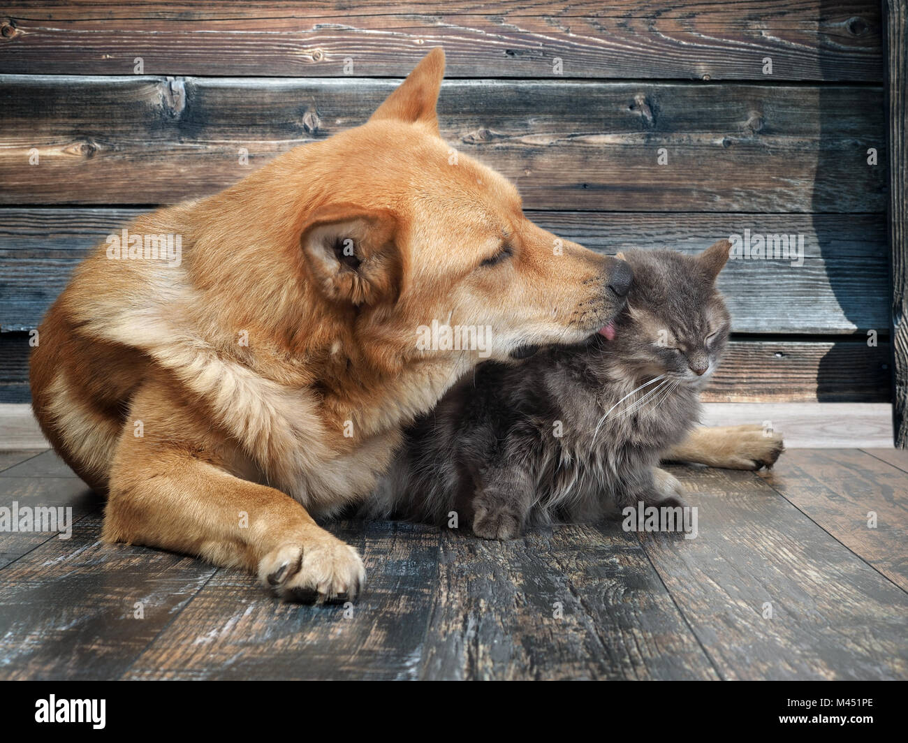 Lèche énorme chien chat malheureux. Fond de bois Photo Stock - Alamy