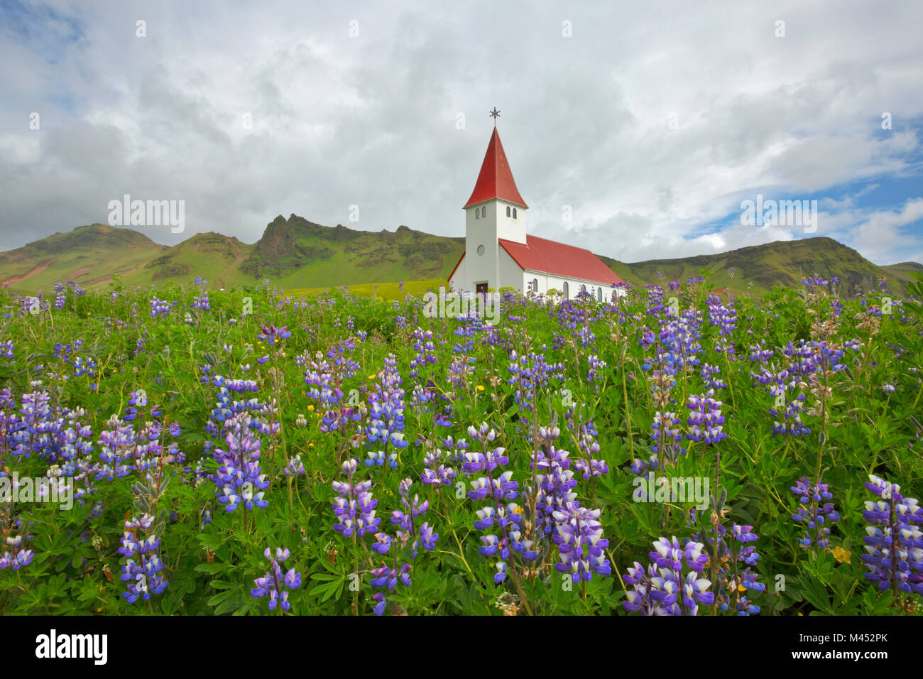 Domaines de lupins en fleur près de l'église de Vik, Vik i Myrdal, le sud de l'Islande, Islande, Sudurland Banque D'Images