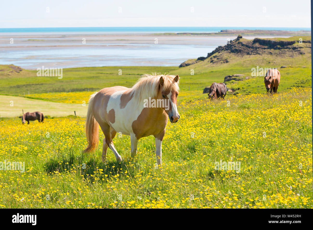 Les chevaux sauvages, Sudurland, Sud de l'Islande, Islande Banque D'Images