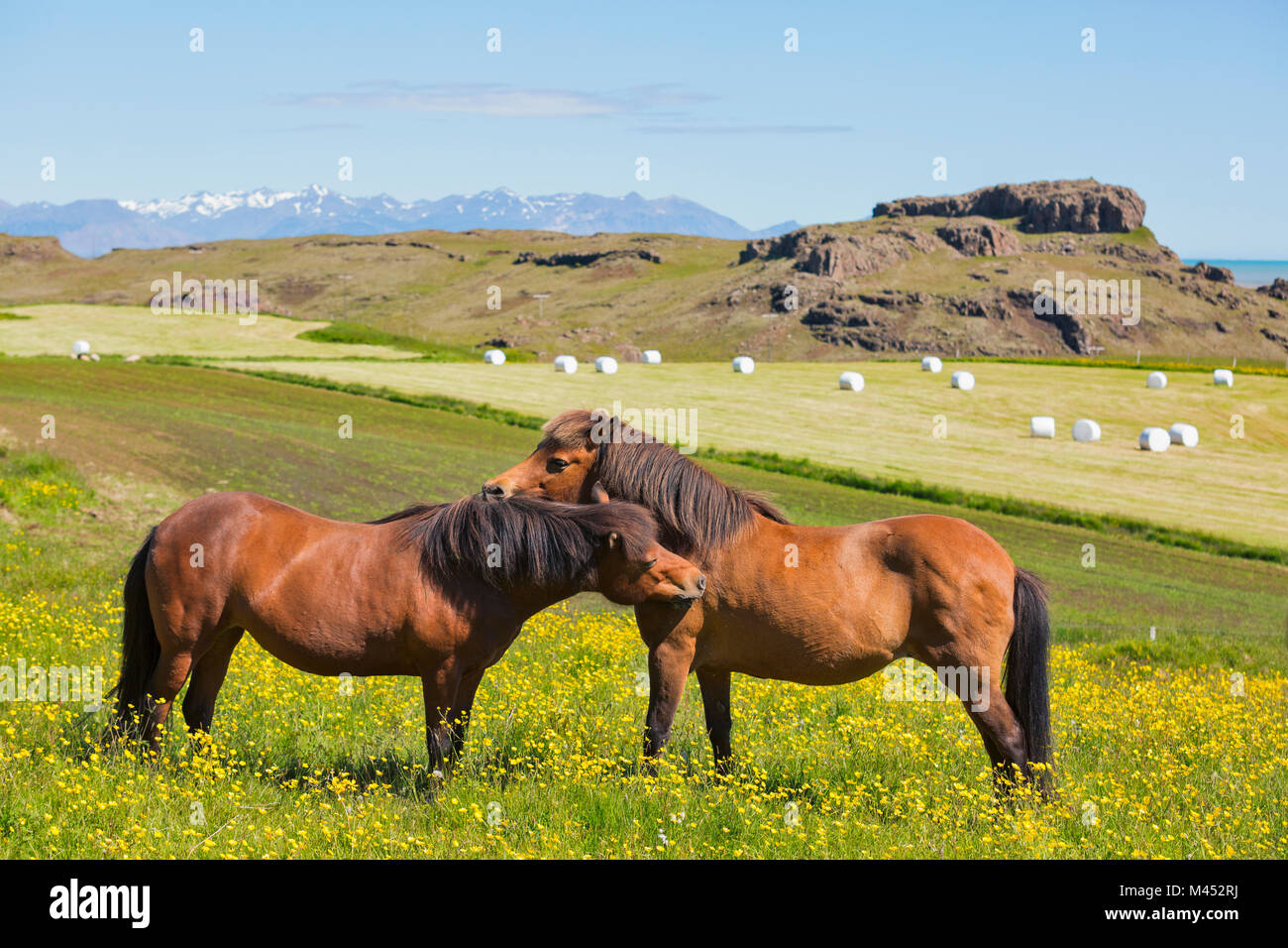 Les chevaux sauvages, la région, l'Islande vesturland Banque D'Images