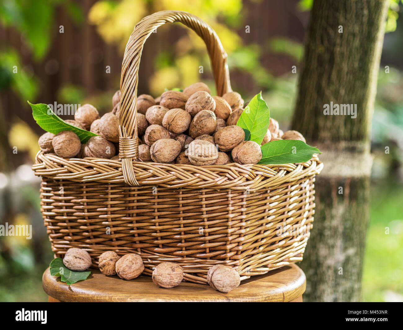 La récolte de noix. Les noix dans le panier sur la table en bois Photo  Stock - Alamy