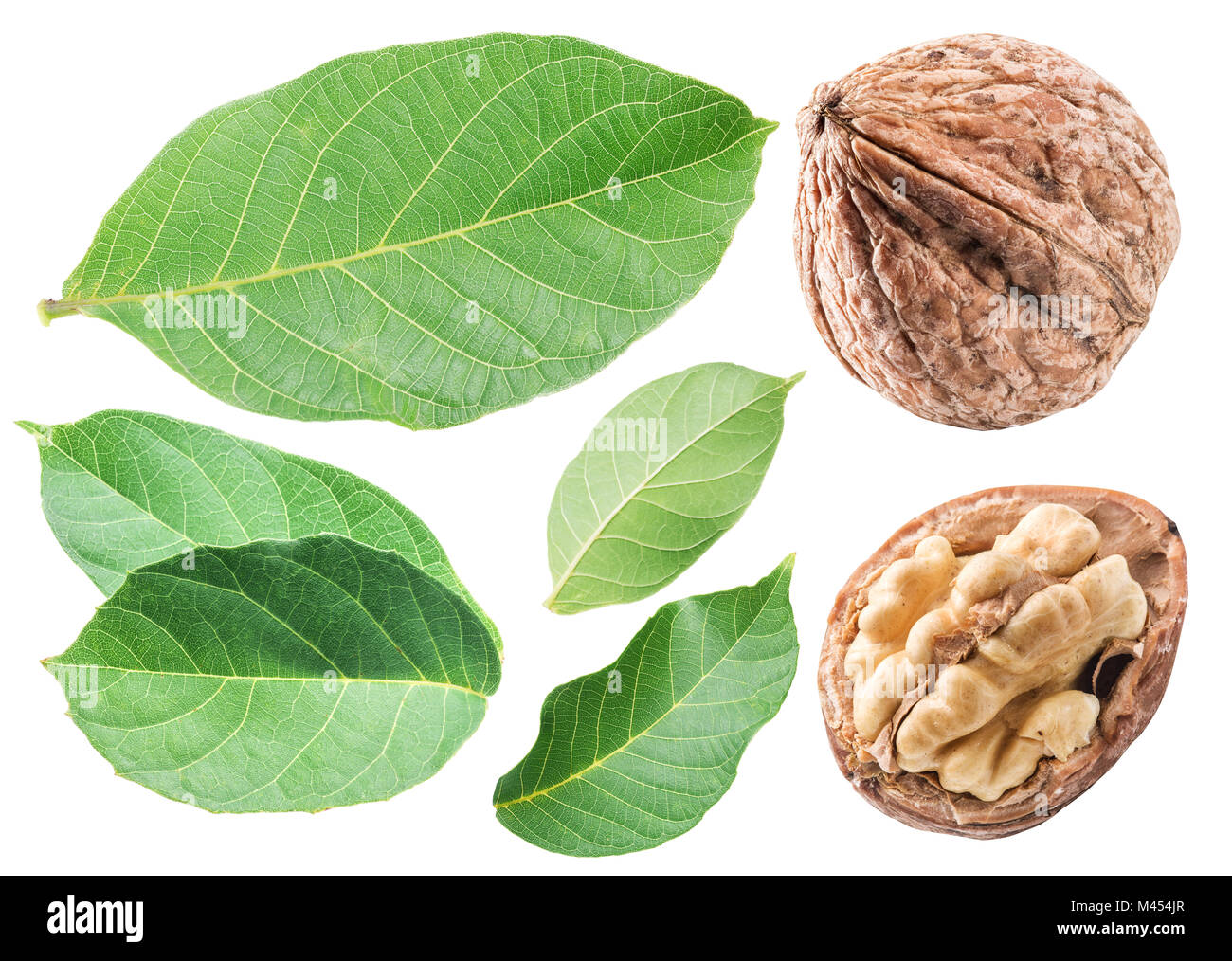 Extrait De Noyer BIO Et Français - Ladrôme Laboratoire