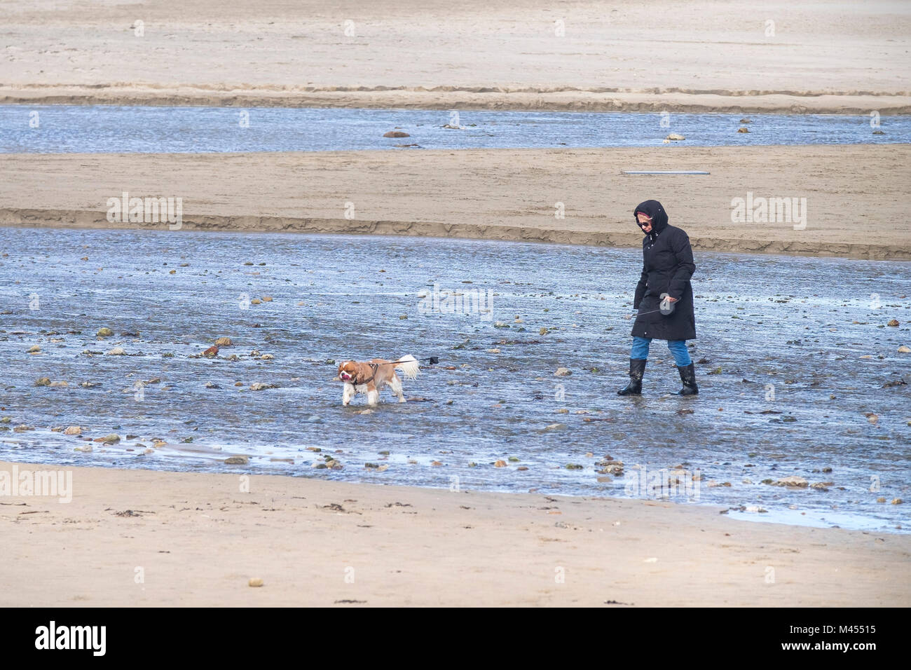 Un chien walker en traversant une rivière sur Broad Oak Beach à Cornwall UK. Banque D'Images