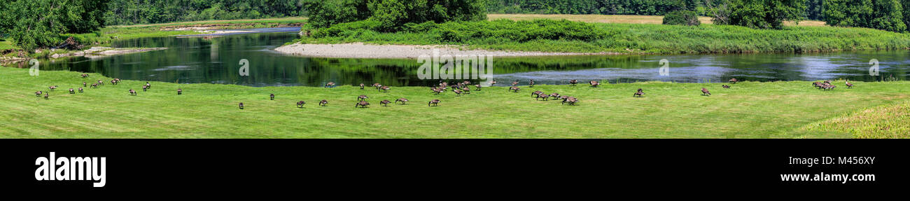 Une grande bande de bernaches du Canada, Branta canadensis, de reproduction d'été le long de la rivière Ammonoosuc à Lisbonne, NH, USA. Banque D'Images