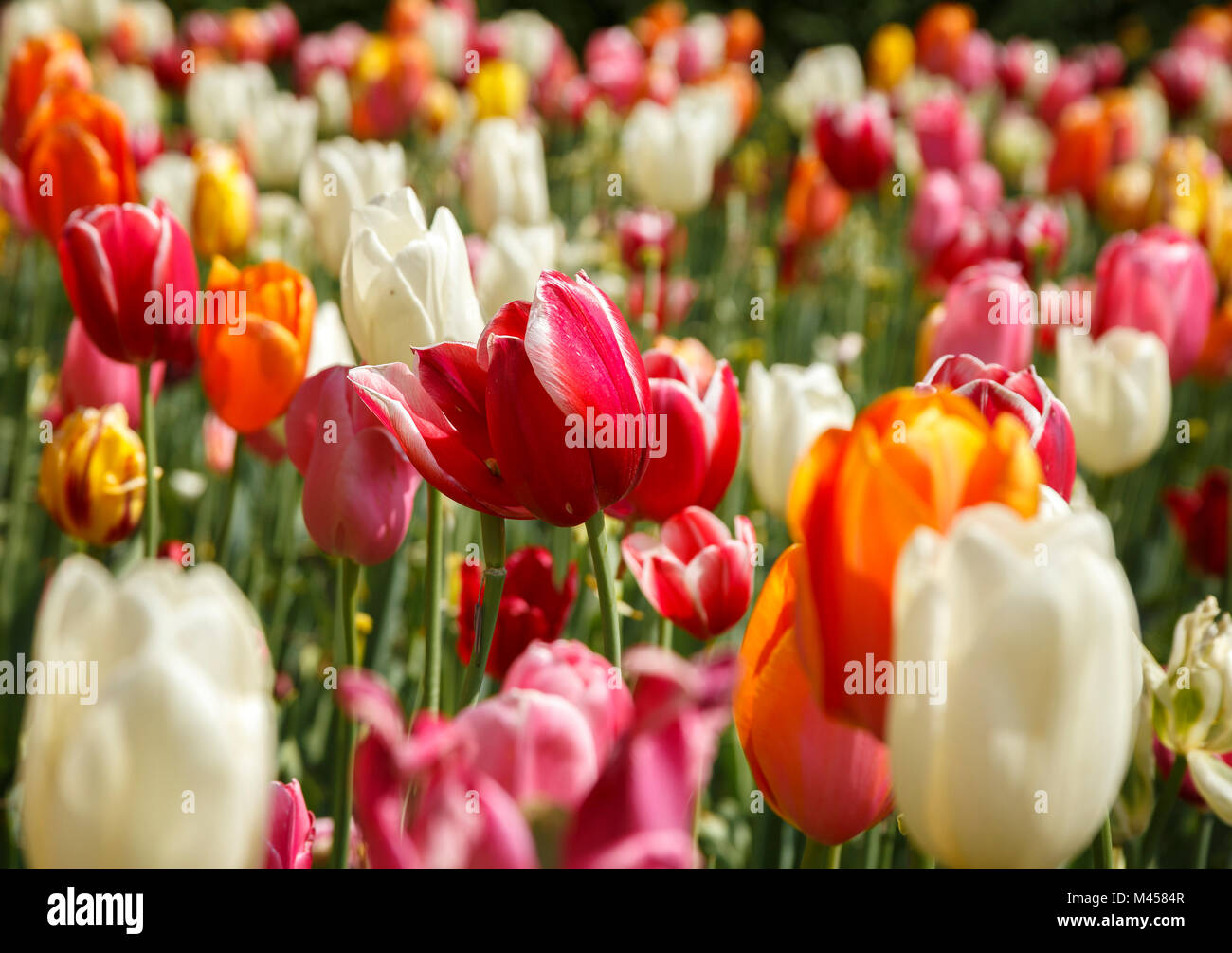 En fleurs tulipes multicolores, Valeggio sul Mincio, province de Vérone, Vénétie, Italie, Europe Banque D'Images