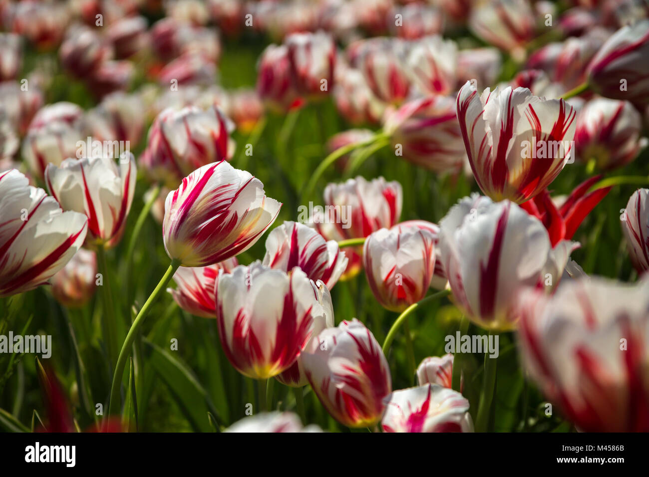 Les tulipes en fleurs, Valeggio sul Mincio, province de Vérone, Vénétie, Italie, Europe Banque D'Images