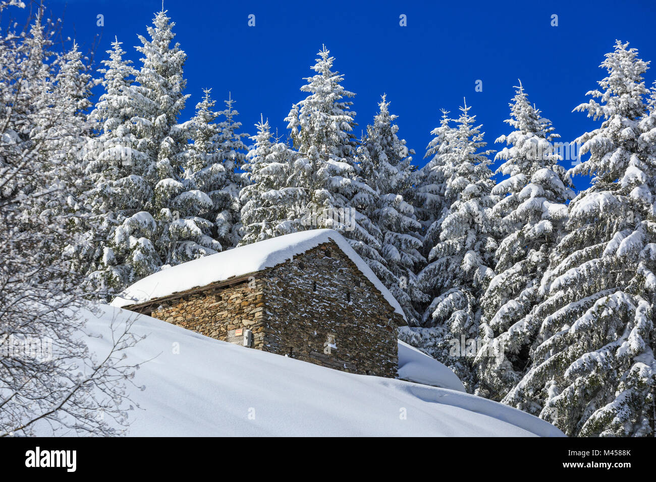 Cabane en pierre dans la forêt enneigée, Monte Olano, Valgerola, Valtellina, province de Sondrio, Lombardie, Italie Banque D'Images