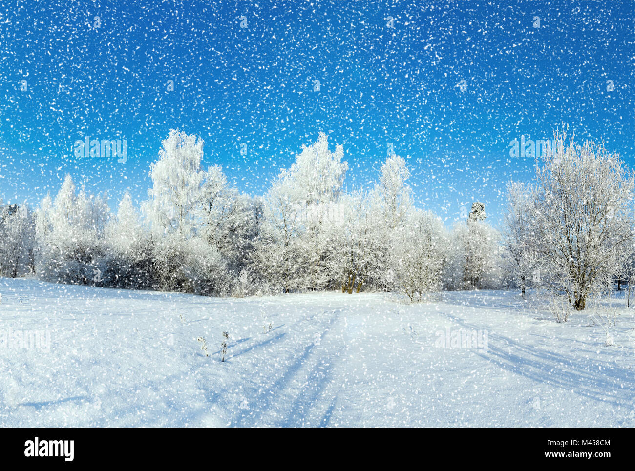 Forêt d'hiver sur sunny day Banque D'Images