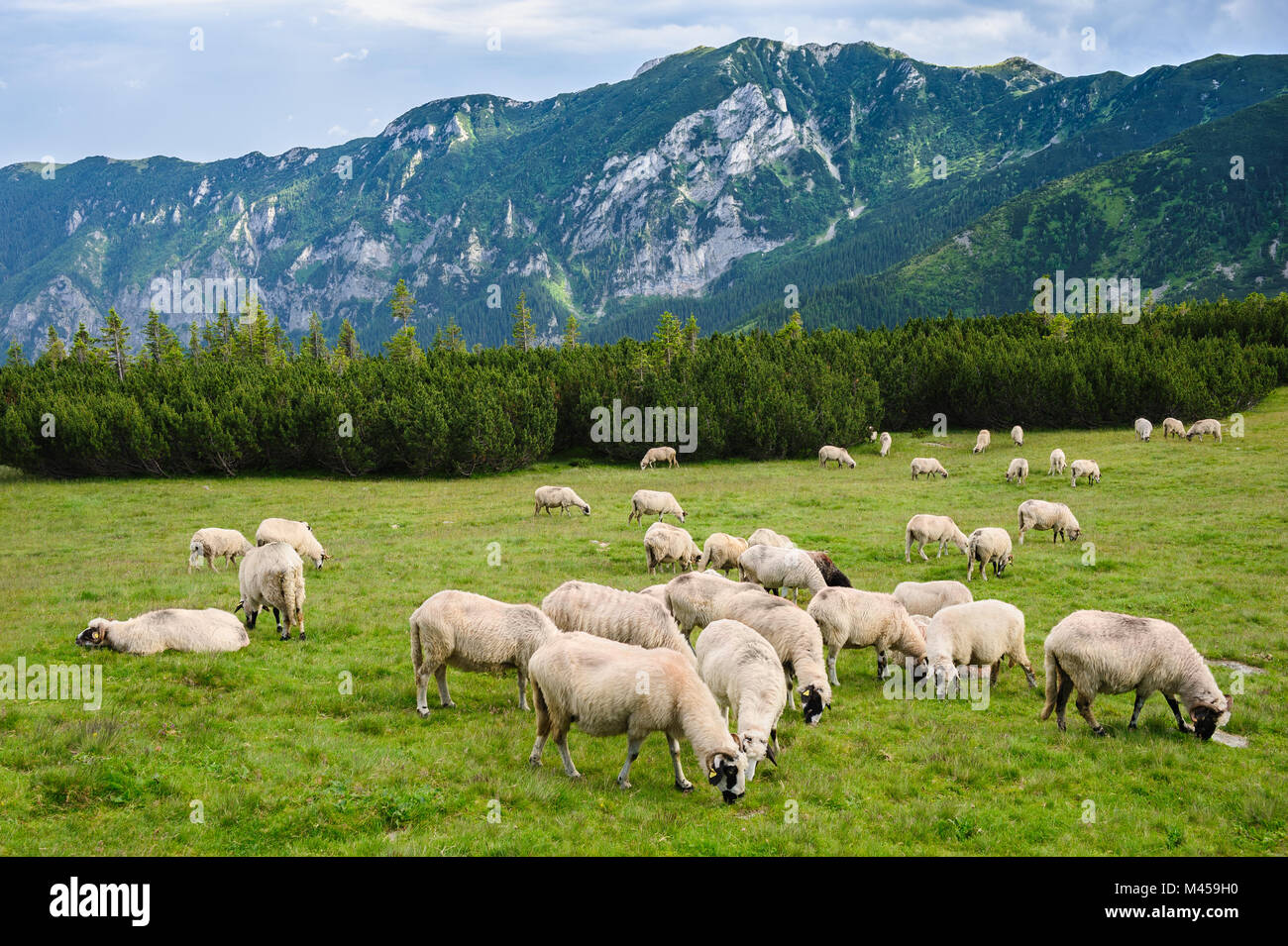 Dans les alpages du Parc National Retezat, des Carpates, en Roumanie. Banque D'Images