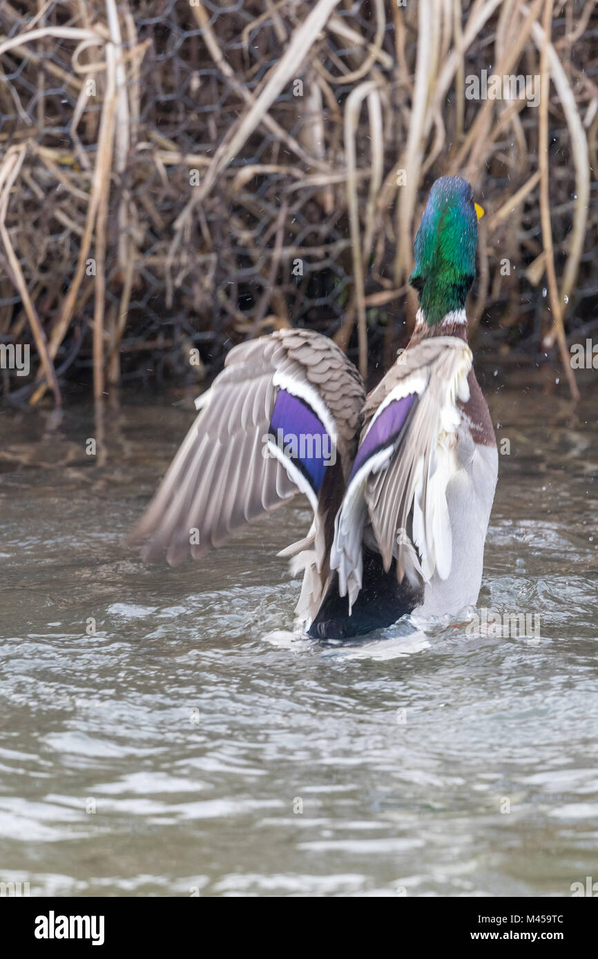 Le Canard colvert (Anas platyrhynchos) drake afficher ses ailes et sortant de l'eau. Banque D'Images