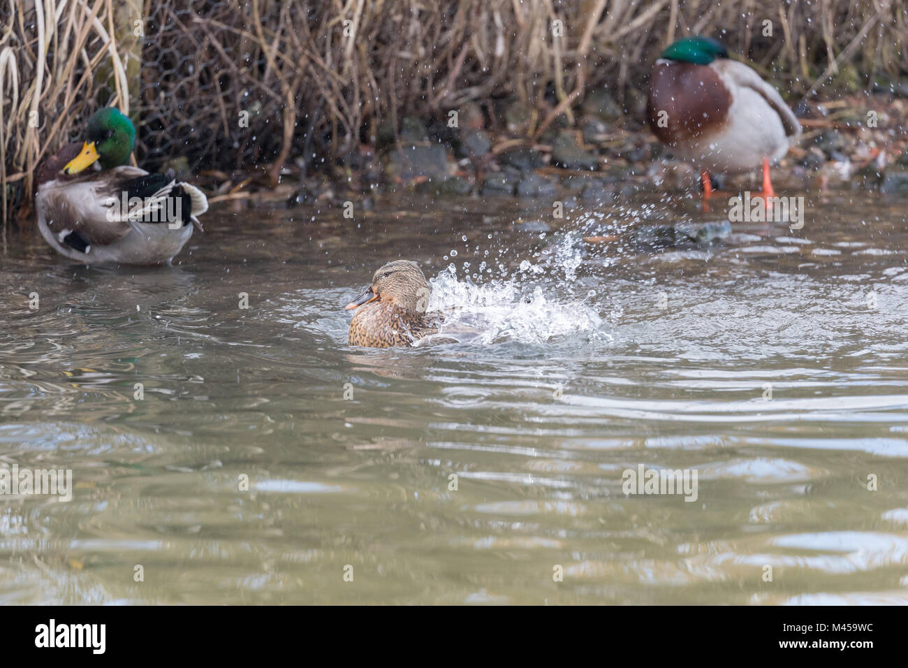 Female mallard (Anas platyrhynchos) splashing in water avec deux mâles en arrière-plan. Banque D'Images