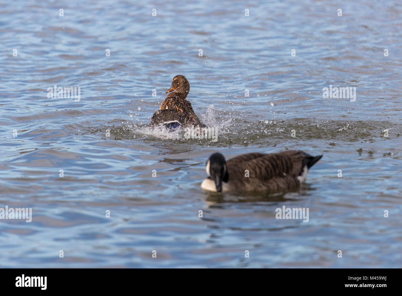 Female mallard (Anas platyrhynchos) splashing in water avec Canadian goose en premier plan. Banque D'Images