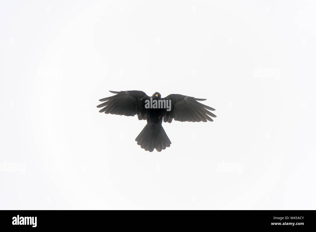 Un Alpendohle Pyrrhocorax graculus) (en cas de survol Banque D'Images