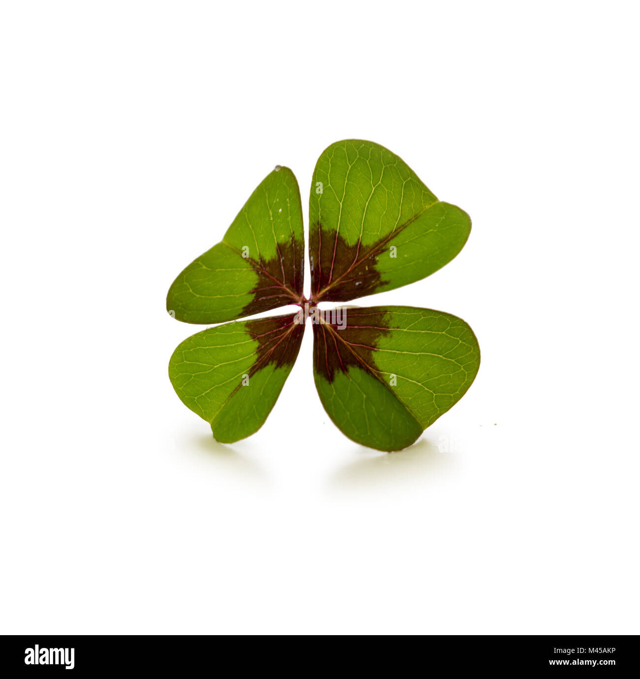 Four leaf clover isolé sur fond blanc Banque D'Images