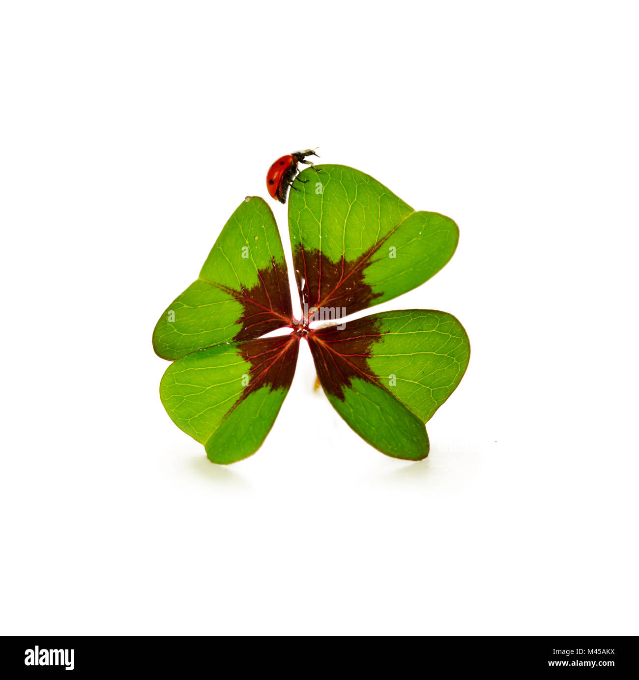 Trèfle à quatre feuilles et ladybug isolé sur fond blanc Banque D'Images