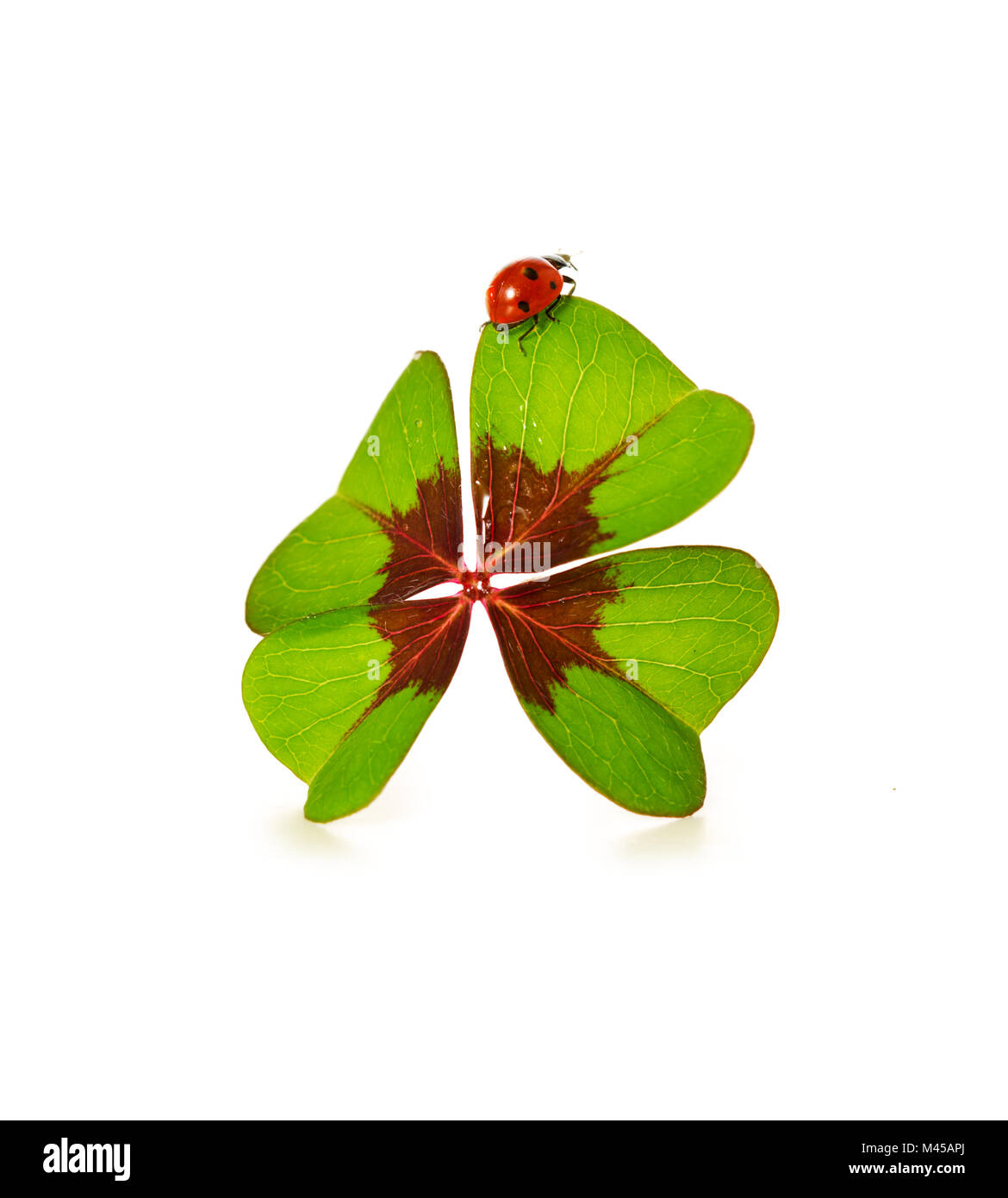 Trèfle à quatre feuilles et ladybug isolé sur fond blanc Banque D'Images
