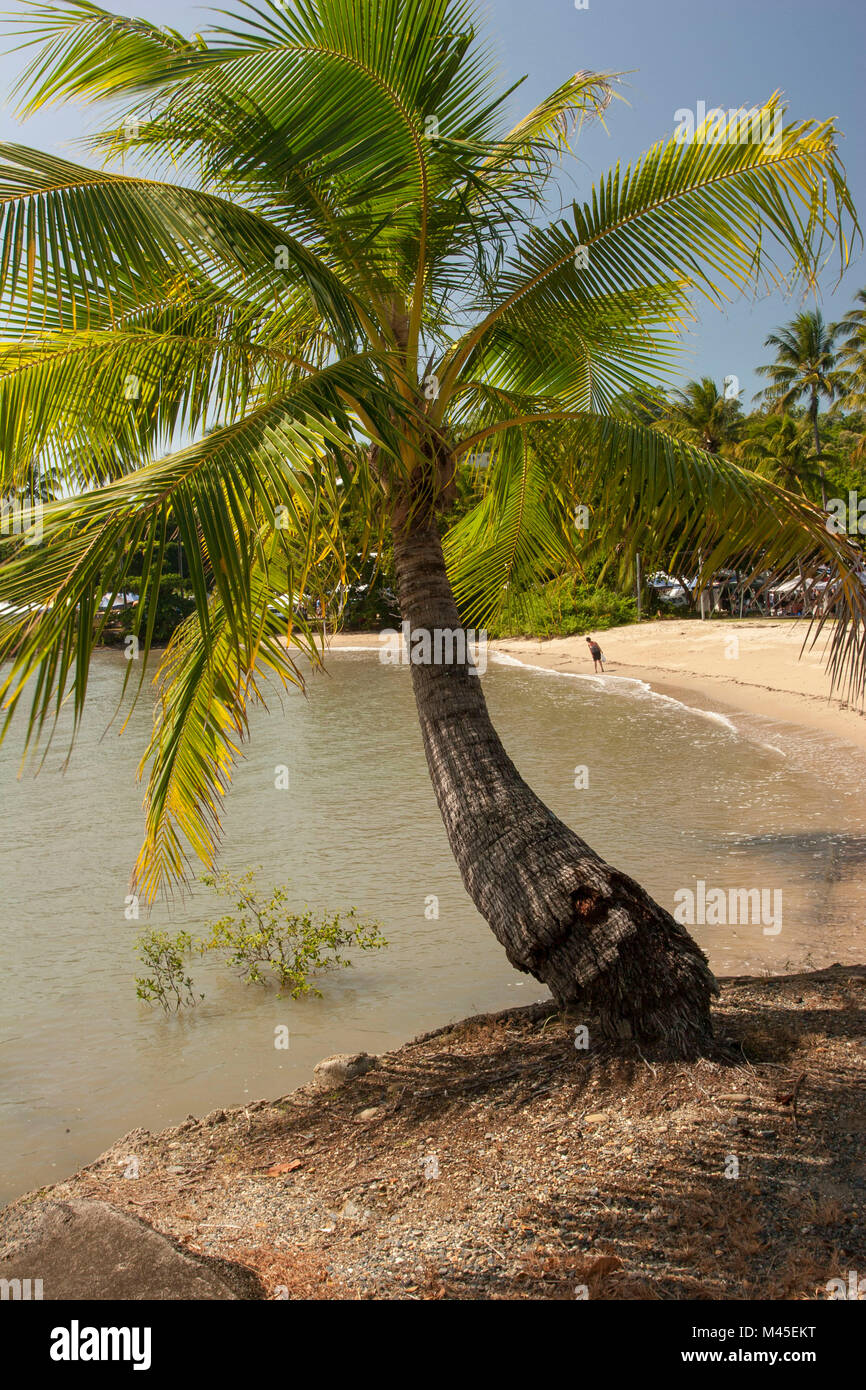 Vue depuis de Port Douglas marina park sur un arbre isolé, le nord du Queensland, Australie Banque D'Images