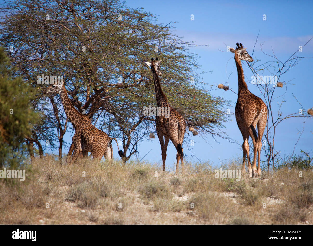 Les Girafes sur la savane. Safari à Amboseli, Kenya, Africa Banque D'Images