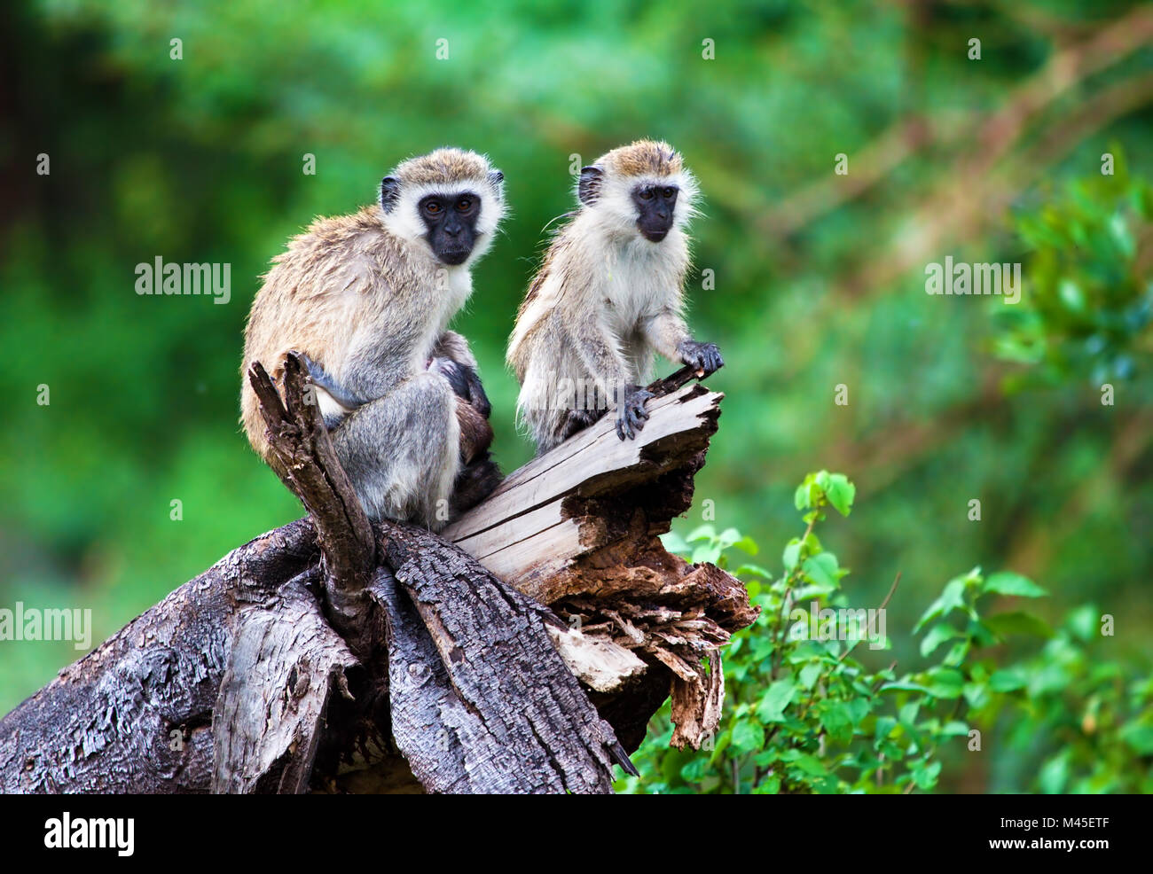 Le singe, le lac Manyara, Tanzanie, Afrique. Banque D'Images