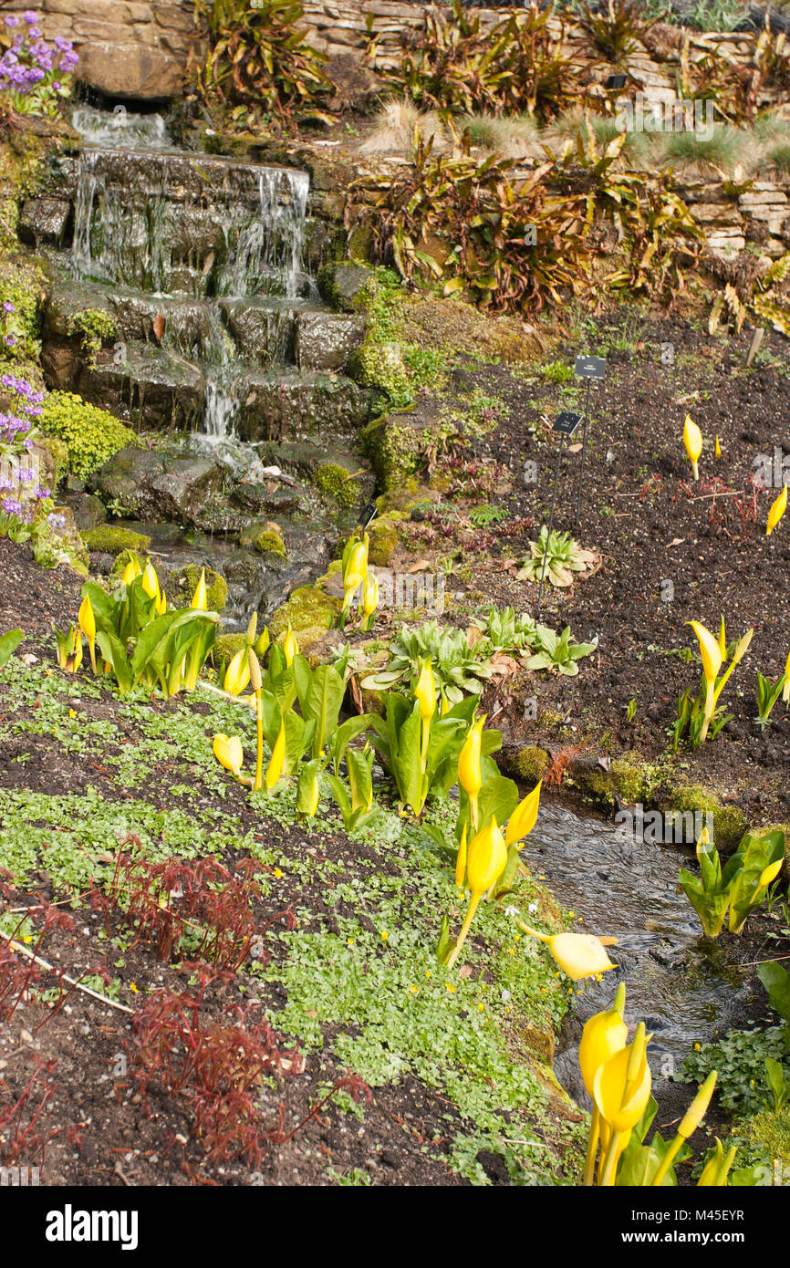 Cascade et petit ruisseau dans l'eau garden, West Sussex, Angleterre, Royaume-Uni, Europe Banque D'Images