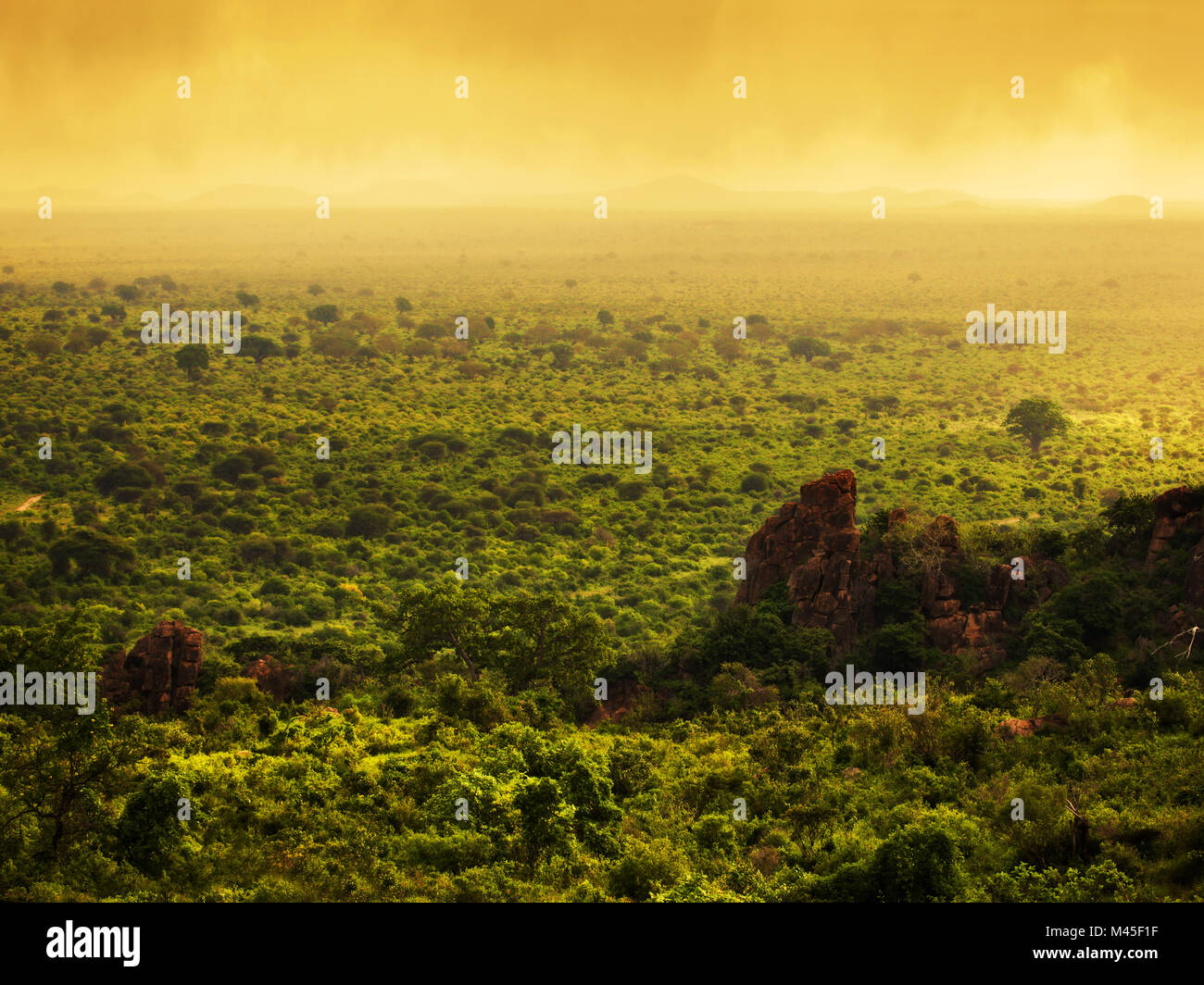 Bush, au Kenya, en Afrique. Le parc national de Tsavo Ouest Banque D'Images