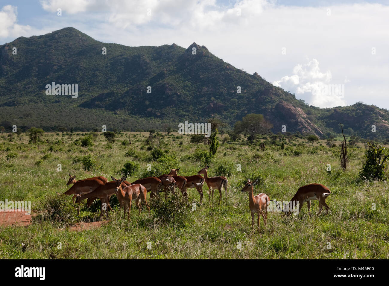 Troupeau de l'Impala sur la savane dans l'Afrique. Safari à Serengeti Banque D'Images