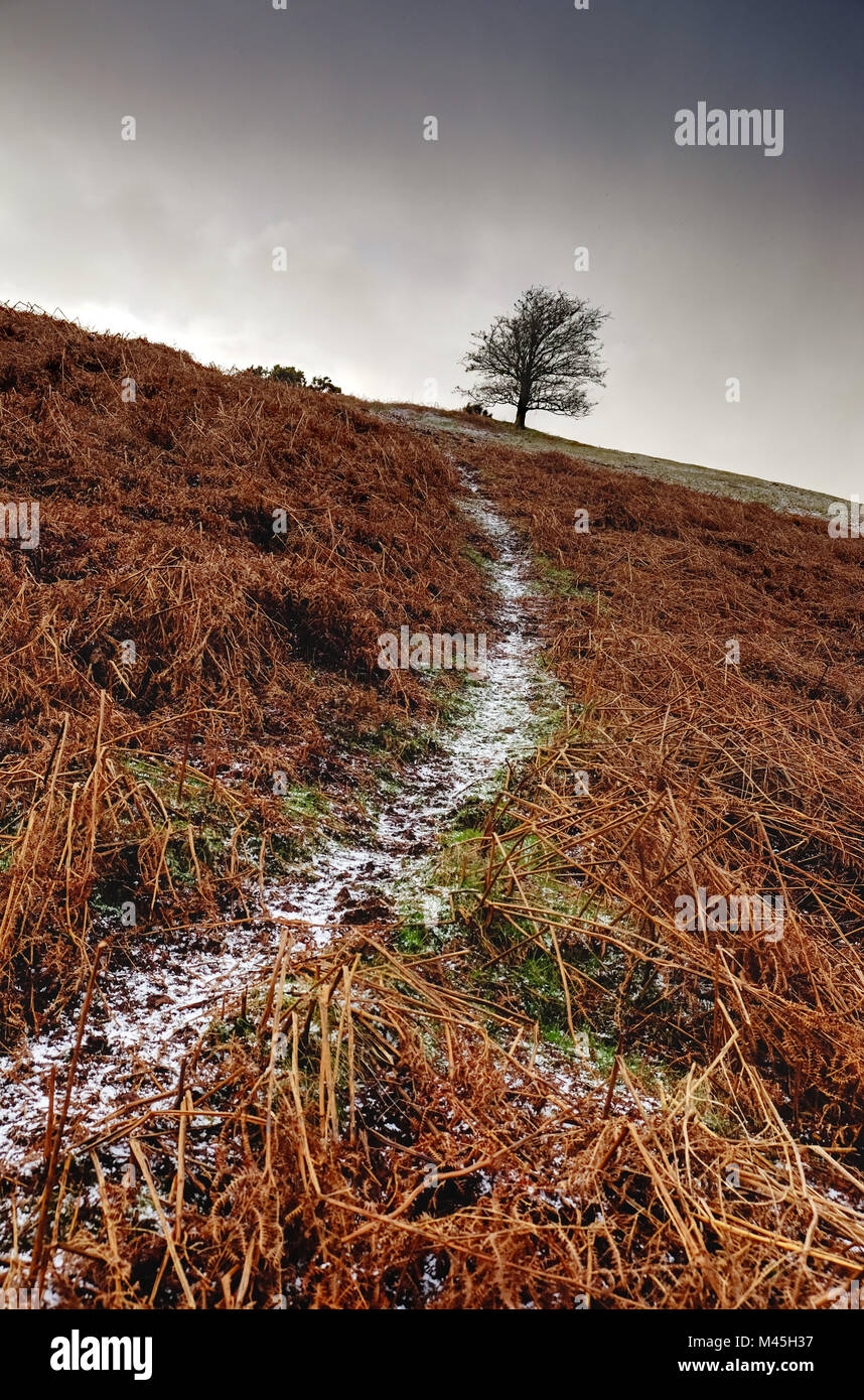 Un arbre solitaire dans les Brecon Beacons, avec le gel au sol Banque D'Images